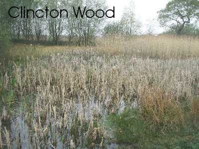 Clincton Wood